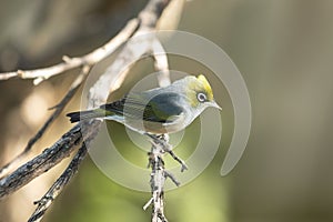 New Zealand Waxeye bird perched on a branch