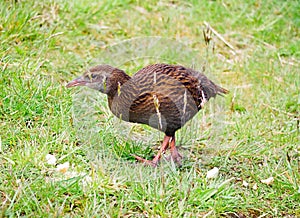 New Zealand Weka