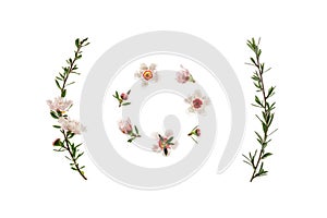 New Zealand white manuka tree flowers and buds arranged in circle on white background