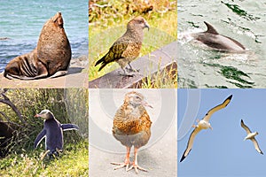 New Zealand wild fauna