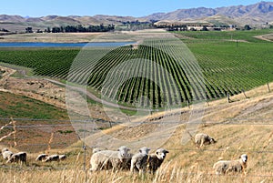 New Zealand wine grape valley