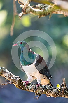 A New Zealand wood pigeon on a branch photo