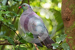 New Zealand wood pigeon - Kereru sitting and feeding in the tree