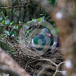 New Zealand wood pigeon Maori: kererÅ« / kÅ«kÅ« / kÅ«kupa sitting on nest