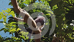 New Zealand Wood Pigeon sitting on branch