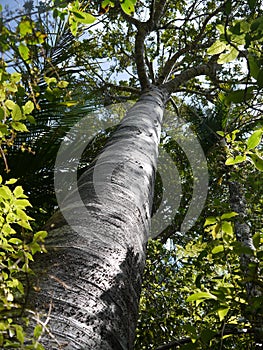 New Zealand: young kauri tree