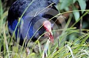 A New Zeland Pukeko