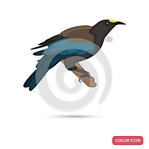 New Zeland tui bird color flat icon for web and mobile design