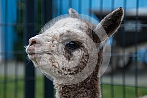 A newborn alpaca closeup of the face and head