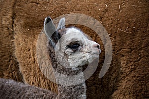 A newborn alpaca standing close to her mother