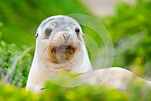 Newborn australian sea lion on bush background