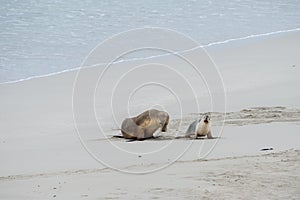 Newborn australian sea lion on sandy beach background