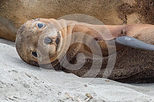 Newborn australian sea lion on sandy beach background