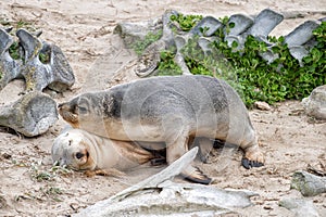 Newborn australian sea lion on sandy beach background