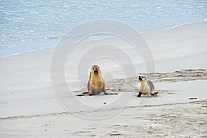 Newborn australian sea lion on sandy beach background