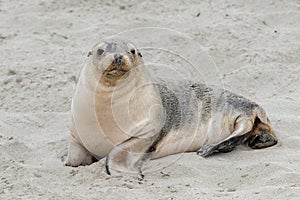 Newborn australian sea lion on sandy beach background