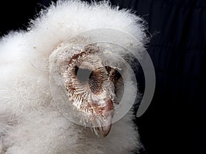 Newborn baby barn owl bird of prey close up portrait