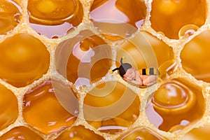 Newborn baby bee in honeycomb