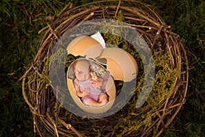 Newborn baby in bird's nest