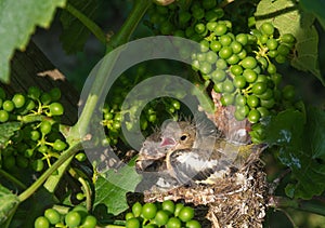 Newborn baby birds in nest