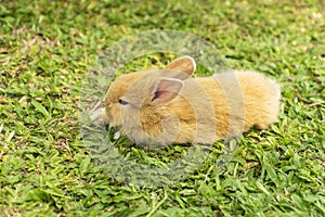 Newborn baby brown rabbit bunny lying down on the fresh green grass in the park. Little ears bunny sitting on the lawn. Easter