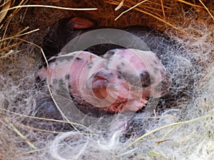 Newborn baby bunnies cuddle in hay