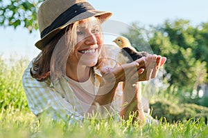 Newborn baby chickens in hand of farmer woman