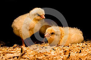 Newborn baby chickens under heat lamp