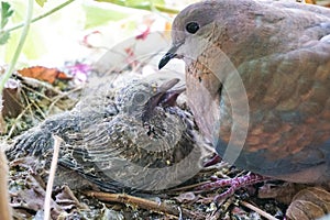 Newborn baby doves in the nest