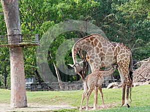 Newborn or baby giraffe drinks milk while mom cuddles her calf in a zoo show love and motherhood