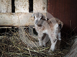 Newborn baby goat