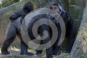 Newborn baby gorilla with mother