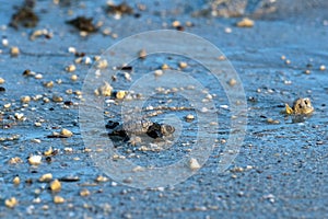 Newborn baby green golfina turtle approaching sea