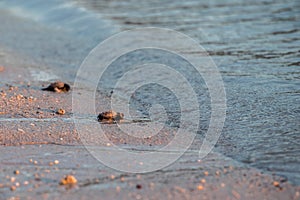 Newborn baby green golfina turtle approaching sea