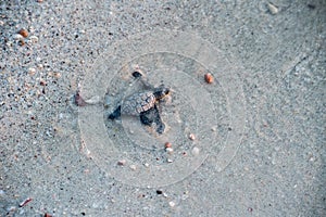 Newborn baby green golfina turtle approaching sea