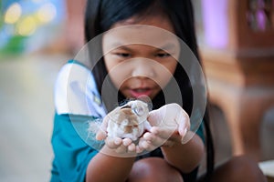 Newborn baby holland lop bunny in child hands. Asian girl holding tiny bunny in hand with tenderness and love.