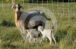 Newborn baby kid goats nursing from mother goat