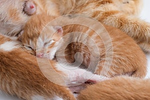 Newborn baby kittens drinking milk from their mom breast