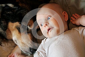 Newborn Baby Laying with Pet German Shepherd Dog