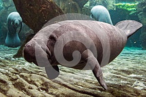 Newborn baby manatee close up portrait