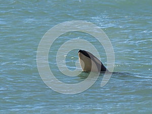 Newborn baby orca spyhopping, Peninsula Valdes,