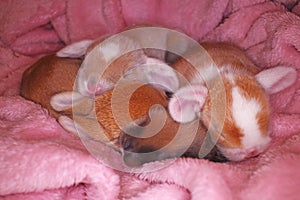 Newborn baby pet rabbit lop bunny bunnies rabbits kit kits super cute animal babies