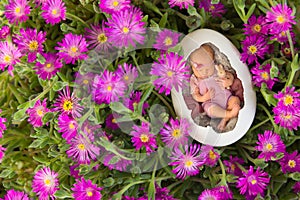 Newborn baby in pink iceplant