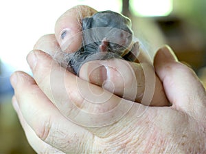 Newborn baby rabbit in hands.Naked and closed eyes.