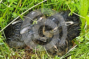 Newborn baby rabbits in the grass