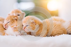 Newborn baby red cat sleeping on funny pose. Group of small cute ginger kitten. Domestic animal. Sleep and cozy nap time