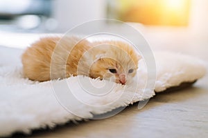 Newborn baby red cat sleeping on funny pose. Group of small cute ginger kitten. Domestic animal. Sleep and cozy nap time