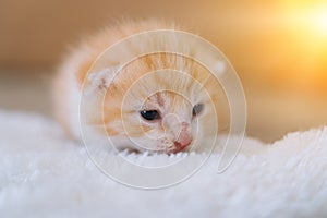 Newborn baby red cat sleeping on funny pose. Group of small cute ginger kitten. Domestic animal. Sleep and cozy nap time