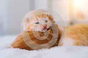 Newborn baby red cat sleeping on funny pose. Group of small cute ginger kitten. Domestic animal. Sleep and cozy nap time