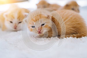 Newborn baby red cat sleeping on funny pose. Group of small cute ginger kitten. Domestic animal. Sleep and cozy nap time